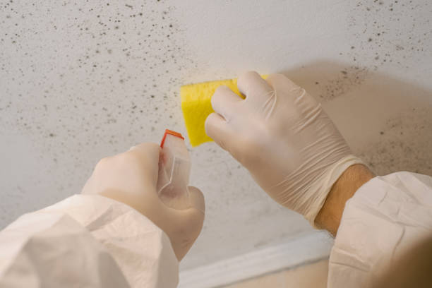 Professional Mold Inspection, Removal & Remediation in Mokuleia, HI