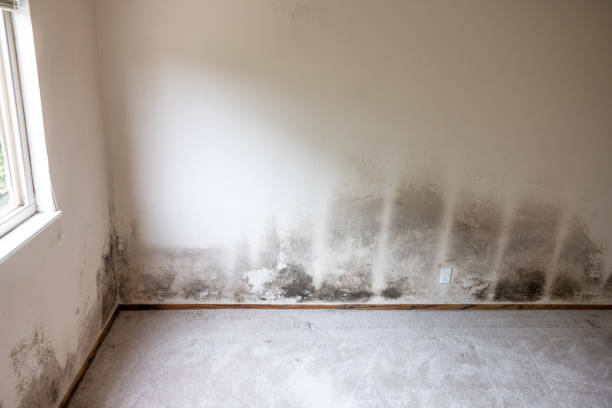 Mold Removal for HVAC Installations in Mokuleia, HI